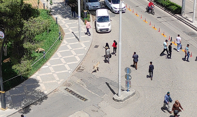 Urfa'da vatandaşlara saldıran sokak köpekleri