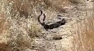 2 Metrelik Yılanlar Dans Edilirken Görüldü