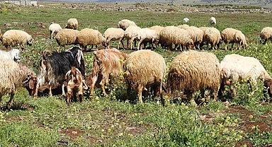 Gaziantep'te kurbanlık fiyatları belli oldu