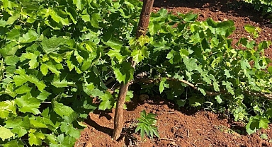 Jandarma ekipleri üzüm bağında kenevir ele geçirdi