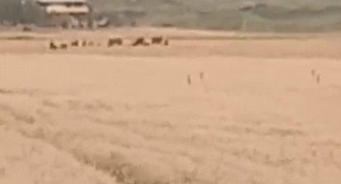 Karaköprü'de çiftçiler ürünlerini silahla bekliyor