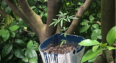 Kenevir saksılarını ağaç gövdelerine gizlemişler