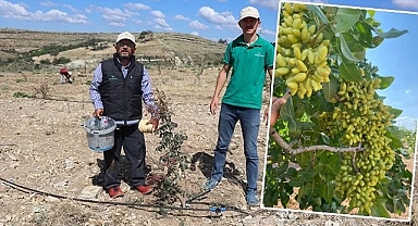 Manisa'da atıl araziler fıstık bahçesine dönüşüyor
