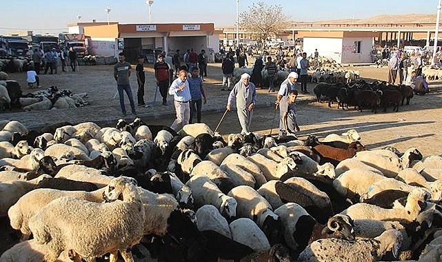 Şanlıurfa'da kurbanlık satışları hareketlendi