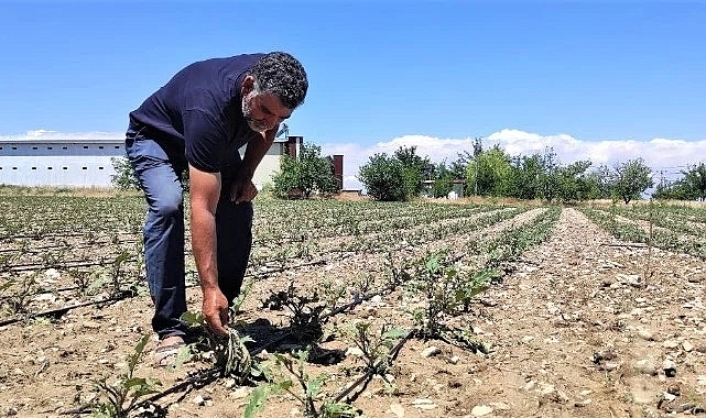 Sebze bahçeleri doluda zarar gördü