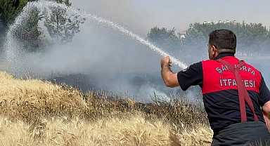Suruç'ta buğday tarlası heba oldu