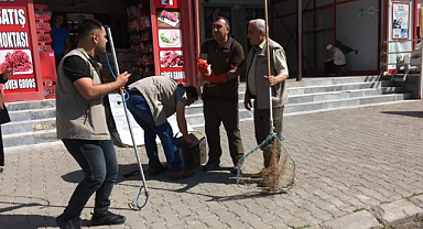 Tedavi edilen tilkiler doğaya bırakıldı