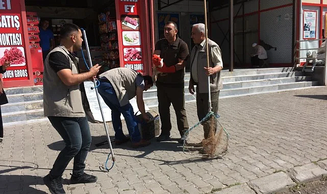 Tedavi edilen tilkiler doğaya bırakıldı