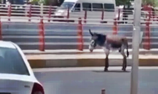 Urfa'da sahipsiz eşeklerde görüldü!