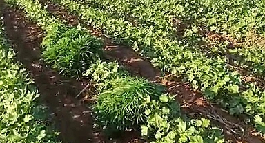 Uyuşturucuyu tarlaya eken kişi aranıyor!