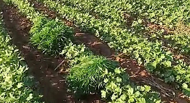 Uyuşturucuyu tarlaya eken kişi aranıyor!
