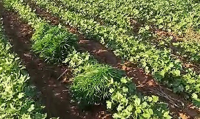 Uyuşturucuyu tarlaya eken kişi aranıyor!