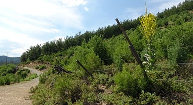 Yanan fidanlar yeniden umut verdi