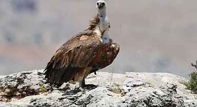 Yaralı akbaba, tedavi edilip doğaya bırakıldı!