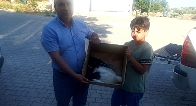 Yaralı şahin ve leylek yavruları tedavi altına alındı