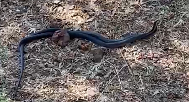 Yılanların dansı görsel şölen yarattı