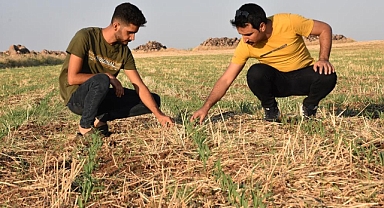 Anız yakmadan ürün eken genç yüksek verim alıyor