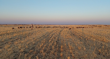 Bayramı da koyunlarla geçiriyorlar