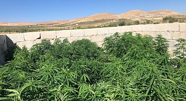 Birecik'te kenevir ve esrar ele geçirildi! 1 tutuklama