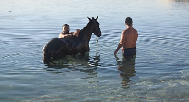Birecik'te sıcaktan bunalan atlar serinletildi