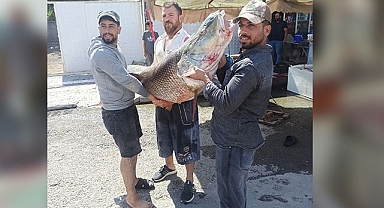 Bozova'da 87 kiloluk balık avlandı