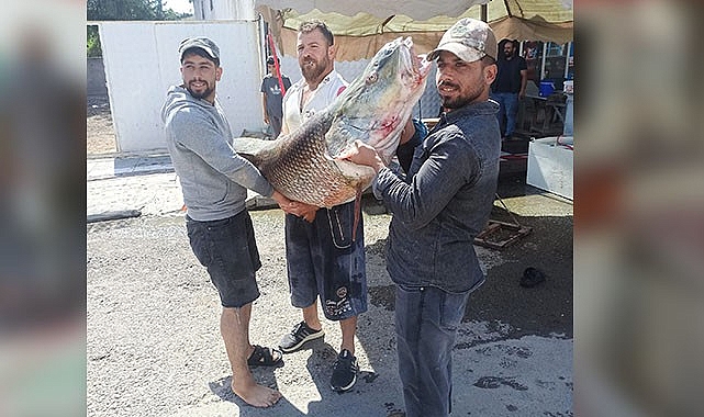Bozova'da 87 kiloluk balık avlandı