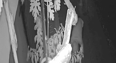 Doldurma hırsızları bu kez güvenlik kamerasını kırdı