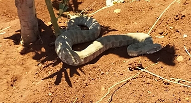 Engerek yılanına su içirmeye çalıştı