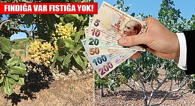 Fıstık üreticisi taban fiyatı istiyor!