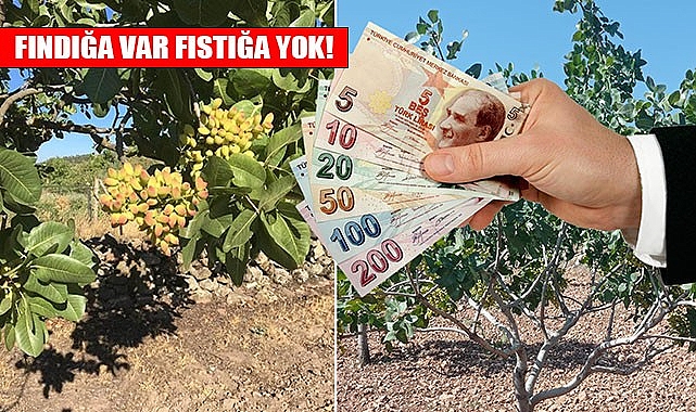 Fıstık üreticisi taban fiyatı istiyor!