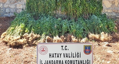 Hatay'da  kök kenevir bitkisi ele geçirildi