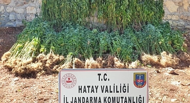 Hatay'da  kök kenevir bitkisi ele geçirildi