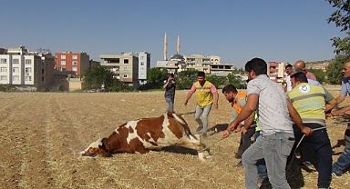 Karaköprü'de kaçan kurbanlıklar trafikte zor anlar yaşattı