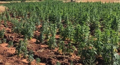 Kenevir bitkileri ile birlikte kaçarken yakalandı