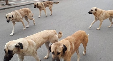 Köpekler tehlike saçıyor