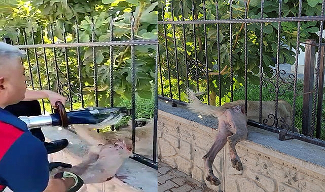 Korkuluklara sıkışan köpek kurtarıldı