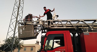 Mahsur kalan leylekler kurtarıldı!