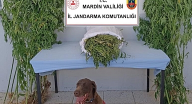 Mardin'de uyuşturucu ve tarihi eser kaçakçılığı operasyonu