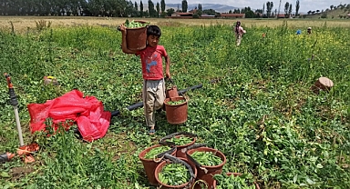 Tüm Türkiye'nin işçiliğini Şanlıurfalılar yapıyor!