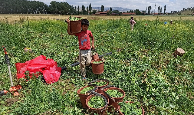 Tüm Türkiye'nin işçiliğini Şanlıurfalılar yapıyor!