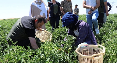Urfa Valisi domates topladı