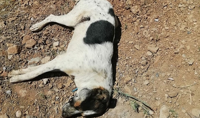 Vicdansızlığın bu kadarına pes dedirtti