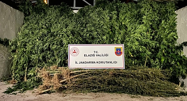 68 kök kenevir ve 25 kilogram kubar esrar ele geçirildi