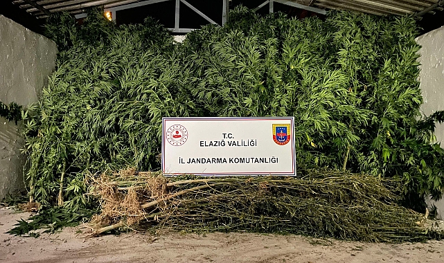68 kök kenevir ve 25 kilogram kubar esrar ele geçirildi