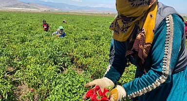 Biber hasadı başladı