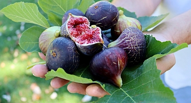 Çay ve kahve vücudun su ihtiyacını arttırıyor