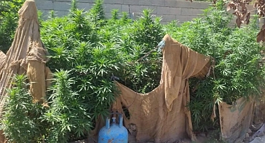 Ceylanpınar’da 114 kök kenevir ele geçirildi