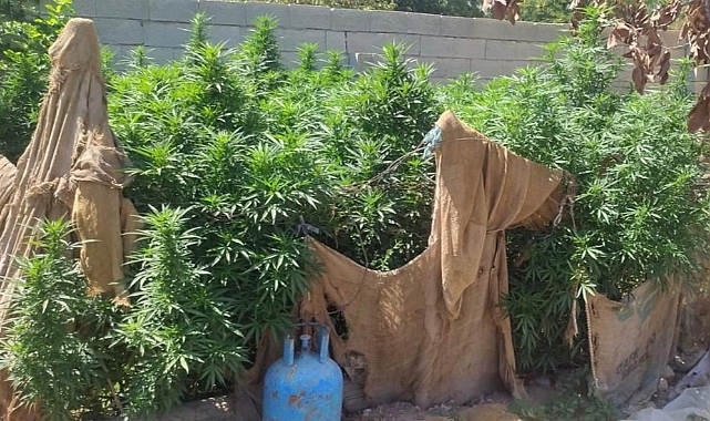 Ceylanpınar’da 114 kök kenevir ele geçirildi