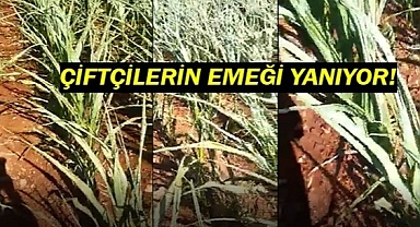 Çiftçiler elektrik sorunundan şikayet ediyor