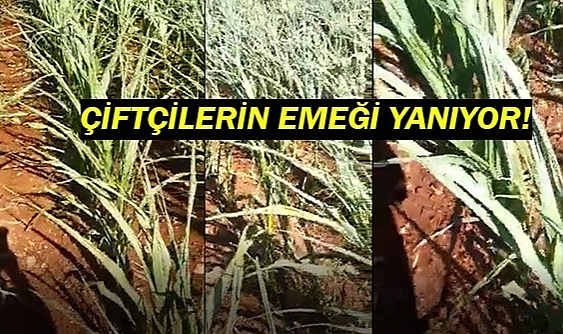 Çiftçiler elektrik sorunundan şikayet ediyor